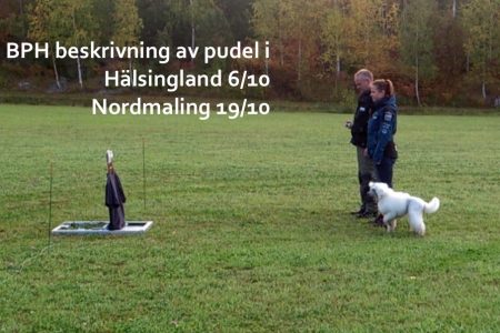 BPH beskrivning av pudel i Hälsingland 6/10 och Nordmaling 19/10.