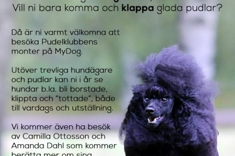 MyDog-med-Pudelklubben