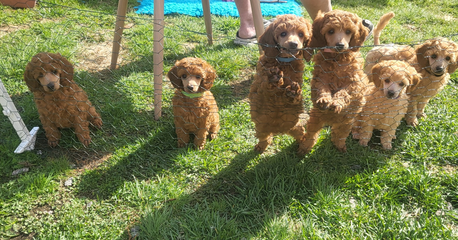 Kennel Harrybo