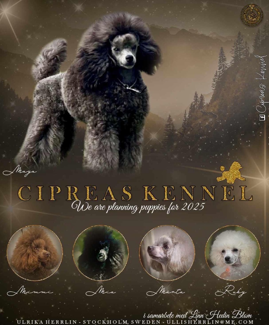 Cipreas kennel