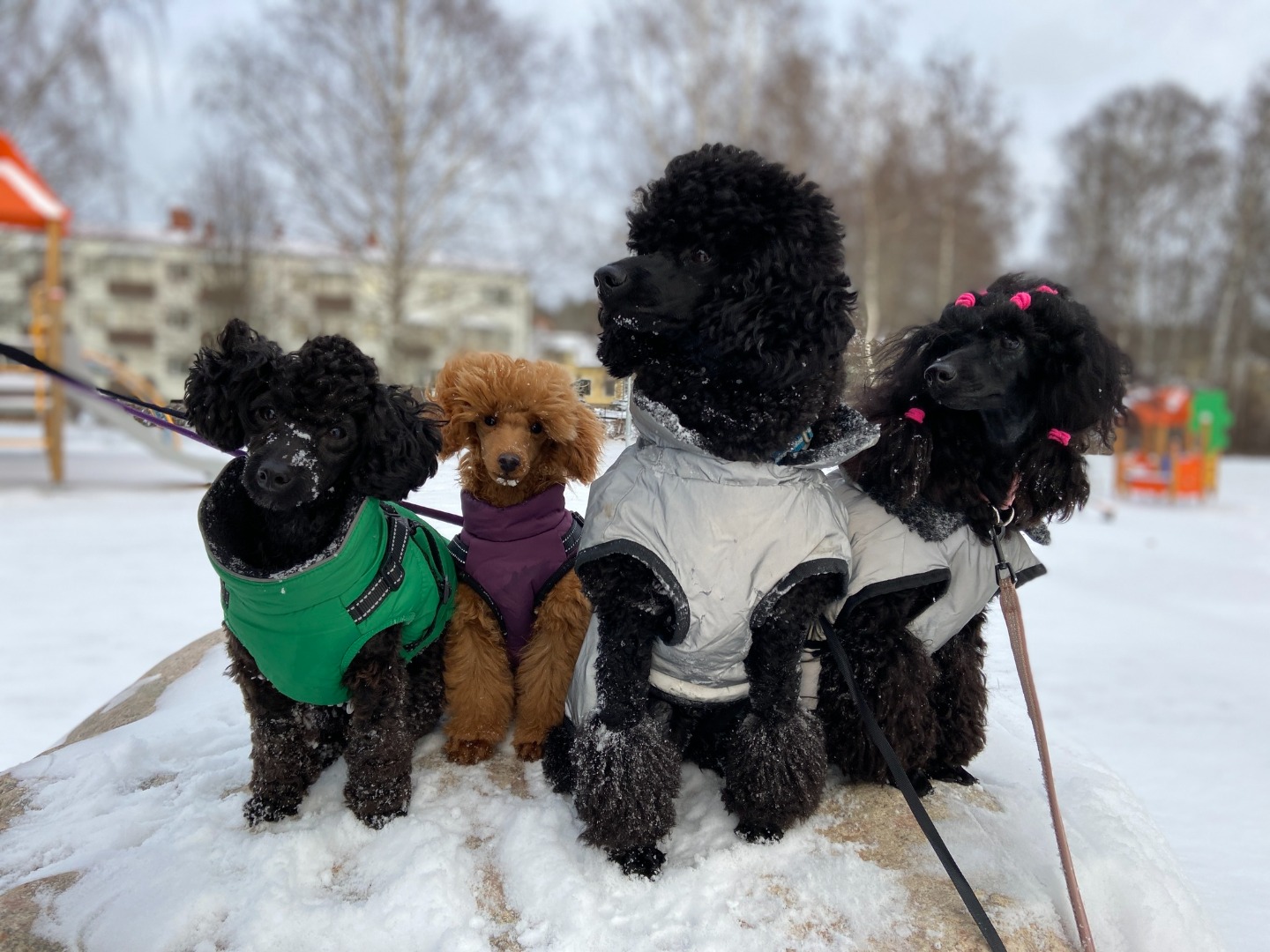 Pudelpromenad i Gränby