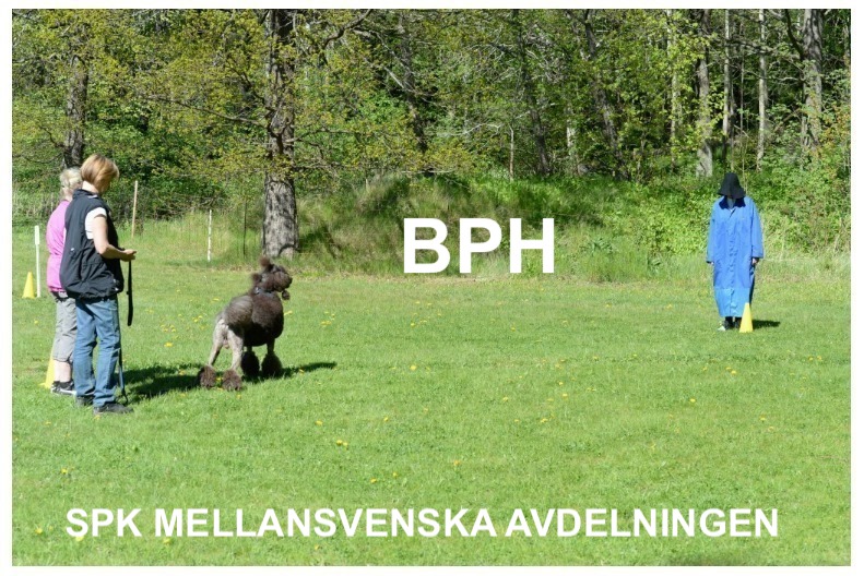 BPH-beskrivning av Pudel