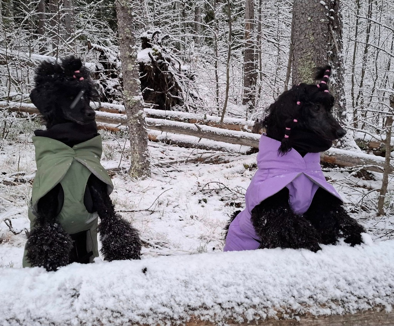 Pudelpromenad i Högbo Bruk